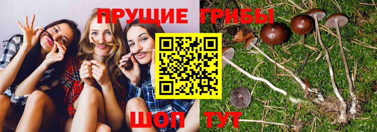 Галлюциногенные грибы GOLDEN TEACHER Отрадный